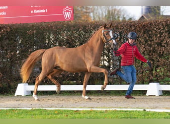 Poni alemán, Semental, 5 años, 148 cm, Alazán