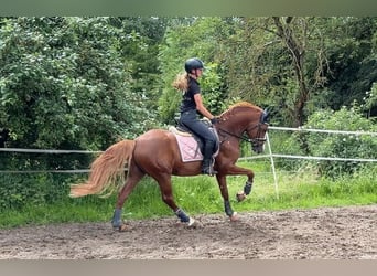 Poni alemán, Semental, 5 años, 148 cm, Alazán