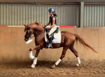 Poni alemán, Semental, 5 años, 148 cm, Alazán