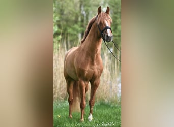 Poni alemán, Semental, 5 años, 148 cm, Red Dun/Cervuno