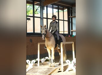 Poni alemán, Semental, 5 años, 152 cm, Palomino