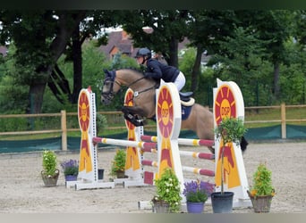 Poni alemán, Semental, 6 años, 145 cm, Buckskin/Bayo