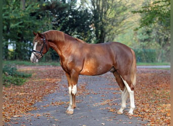 Poni alemán, Semental, 6 años, 147 cm, Alazán