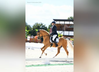 Poni alemán, Semental, 6 años, 147 cm, Palomino