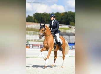 Poni alemán, Semental, 6 años, 147 cm, Palomino