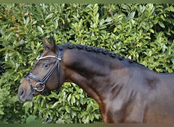 Poni alemán, Semental, 6 años, 148 cm, Castaño