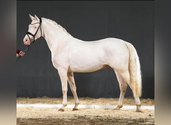 Poni alemán, Semental, 6 años, 148 cm, Cremello