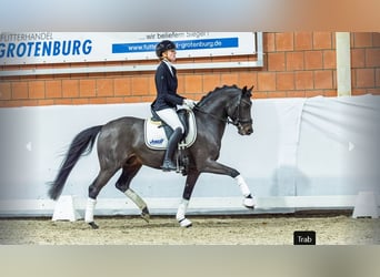 Poni alemán, Semental, 6 años, Castaño oscuro