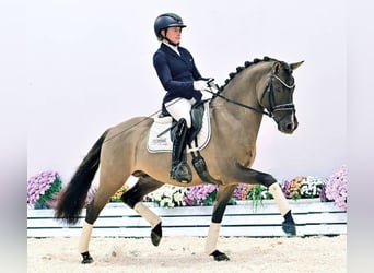 Poni alemán, Semental, 7 años, Negro