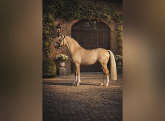 Poni alemán, Semental, 8 años, 146 cm, Dunalino (Cervuno x Palomino)