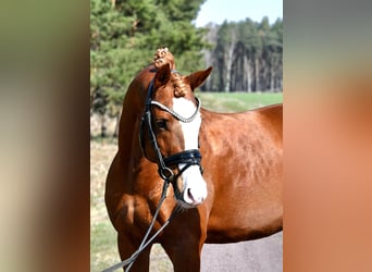 Poni alemán, Semental, 8 años, 147 cm, Alazán