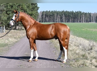 Poni alemán, Semental, 8 años, 147 cm, Alazán