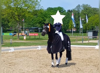 Poni alemán, Semental, 8 años, 155 cm, Castaño oscuro