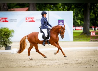 Poni alemán, Semental, 9 años, 146 cm, Alazán