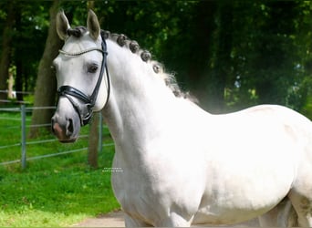Poni alemán, Semental, 9 años, 147 cm, Tordo