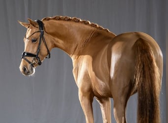 Poni alemán, Semental, 3 años, 147 cm, Alazán