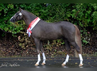 Poni alemán, Semental, 11 años, 154 cm, Alazán-tostado