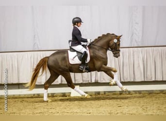 Poni alemán, Semental, 11 años, 154 cm, Alazán-tostado