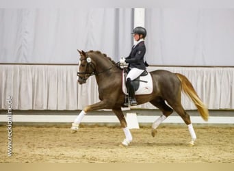 Poni alemán, Semental, 11 años, 154 cm, Alazán-tostado