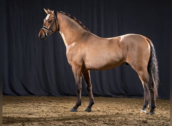 Poni alemán, Semental, 3 años, 145 cm, Bayo