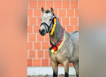 Poni alemán, Semental, 5 años, 147 cm, Buckskin/Bayo