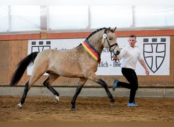 Poni alemán, Semental, 5 años, 147 cm, Buckskin/Bayo