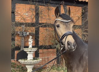 Poni alemán, Semental, 3 años, 146 cm, Buckskin/Bayo