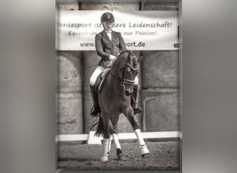 Poni alemán, Semental, 17 años, 148 cm, Castaño