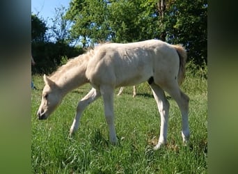 Poni alemán, Semental, 17 años, 148 cm, Castaño
