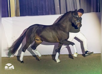 Poni alemán, Semental, 3 años, 145 cm, Castaño oscuro