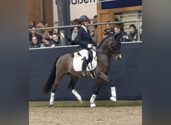 Poni alemán, Semental, 22 años, 147 cm, Castaño