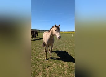 Poni alemán, Semental, 5 años, 153 cm, Champán