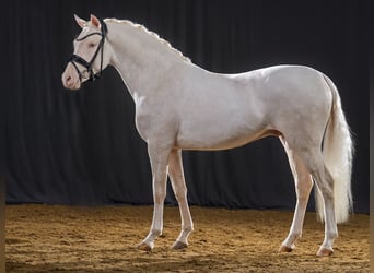 Poni alemán, Semental, 3 años, 142 cm, Cremello