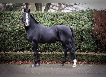 Poni alemán, Semental, 17 años, 147 cm, Negro