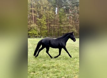 Poni alemán, Semental, 6 años, 146 cm, Negro