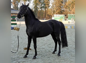 Poni alemán, Semental, 6 años, 146 cm, Negro