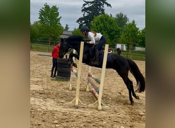 Poni alemán, Semental, 6 años, 146 cm, Negro
