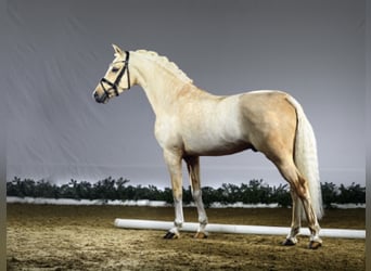 Poni alemán, Semental, 12 años, 146 cm, Palomino
