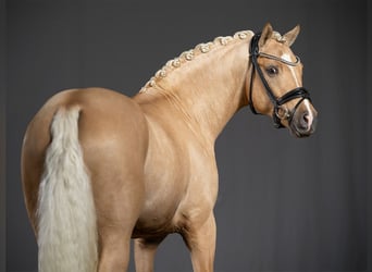 Poni alemán, Semental, 3 años, 145 cm, Palomino