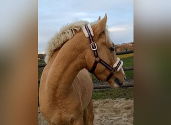 Poni alemán, Semental, 7 años, 144 cm, Palomino