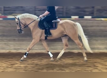 Poni alemán, Semental, 5 años, 146 cm, Palomino