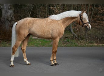 Poni alemán, Semental, 5 años, 146 cm, Palomino