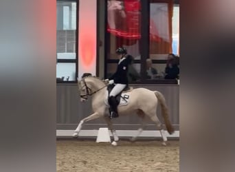 Poni alemán, Semental, 9 años, 144 cm, Perlino