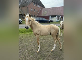 Poni alemán, Semental, Potro (04/2024), 102 cm, Palomino