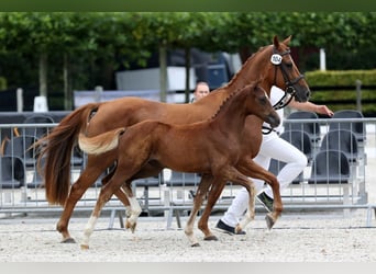 Poni alemán, Semental, Potro (05/2025), 115 cm, Alazán-tostado