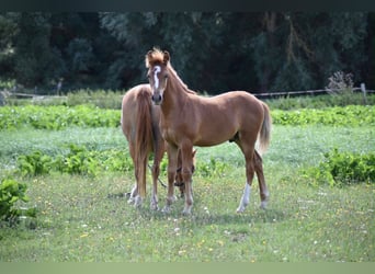Poni alemán, Semental, Potro (04/2026), 145 cm, Alazán