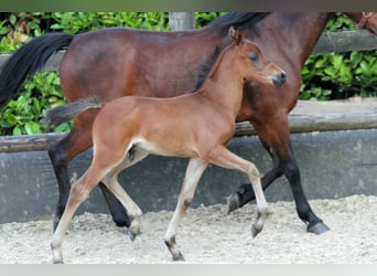 Poni alemán, Semental, Potro (04/2024), 145 cm, Castaño