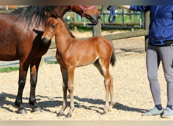 Poni alemán, Semental, Potro (04/2024), 145 cm, Castaño