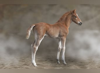 Poni alemán, Semental, , 147 cm, Alazán