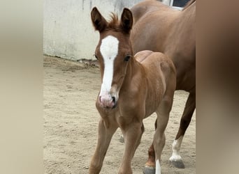 Poni alemán, Semental, Potro (05/2026), 148 cm, Alazán